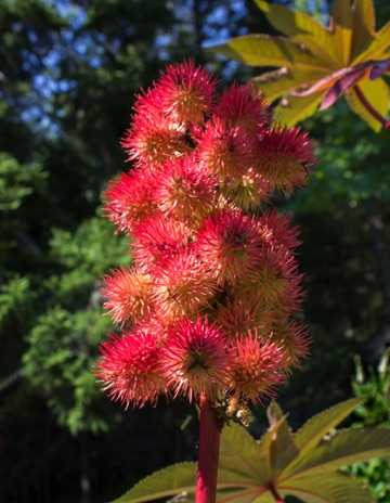 Castor Bean - NHP73